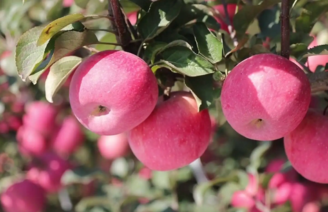 革命老区的leyu.com·乐鱼苹果王